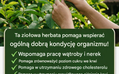Niewiele osób zna zalety liści guawy: ta naturalna herbata ziołowa może wspomagać pracę wątroby, nerek, regulować poziom cukru we krwi i ciśnienie krwi.
