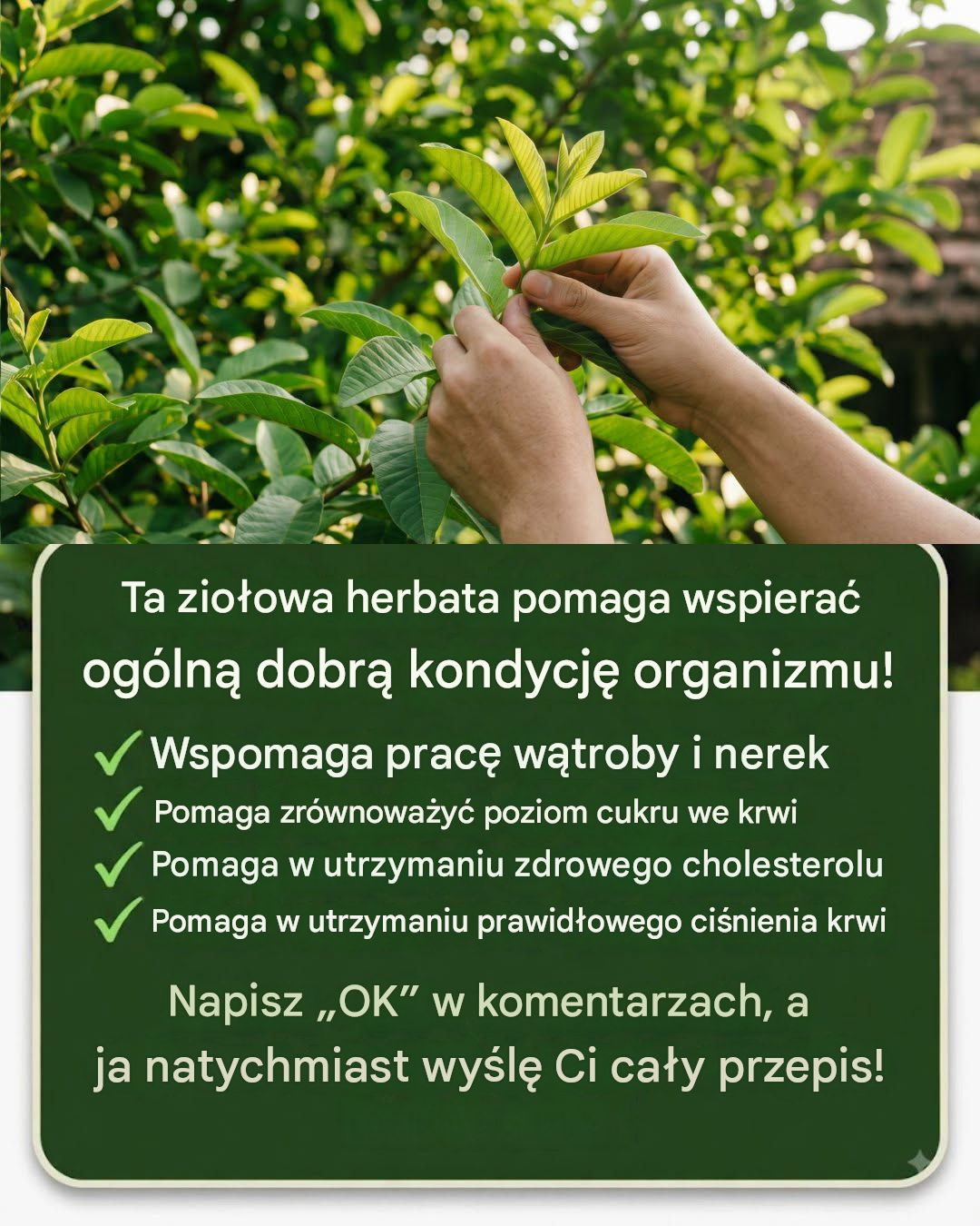 Niewiele osób zna zalety liści guawy: ta naturalna herbata ziołowa może wspomagać pracę wątroby, nerek, regulować poziom cukru we krwi i ciśnienie krwi.