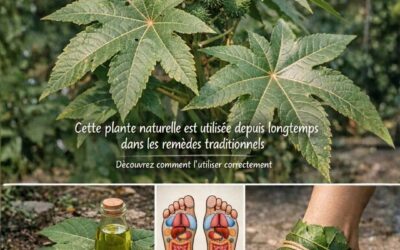 Zastosowania lecznicze Jatropha curcas: przepisy, właściwości i środki ostrożności