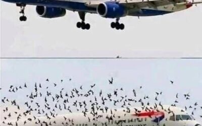 Niesamowity powód, dla którego pilot załamał się po awaryjnym lądowaniu, uratował wszystkich na pokładzie