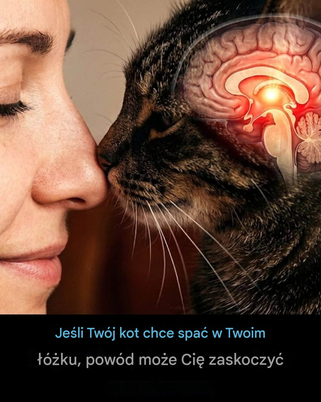 Dlaczego Twój kot decyduje się spać z Tobą