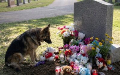 Pies obcej osoby siadywał przy grobie mojego zmarłego syna każdego dnia przez rok — aż pewnego dnia pojawił się na moim podwórku z zabawką w pysku