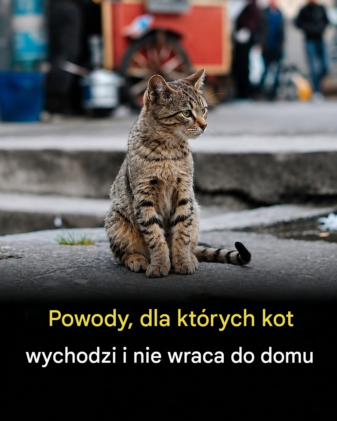Dlaczego koty wychodzą z domu i już do niego nie wracają