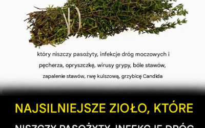 Czy jedno zioło naprawdę może zniszczyć pasożyty i zwalczyć infekcje dróg moczowych? Oto, co mówi nauka
