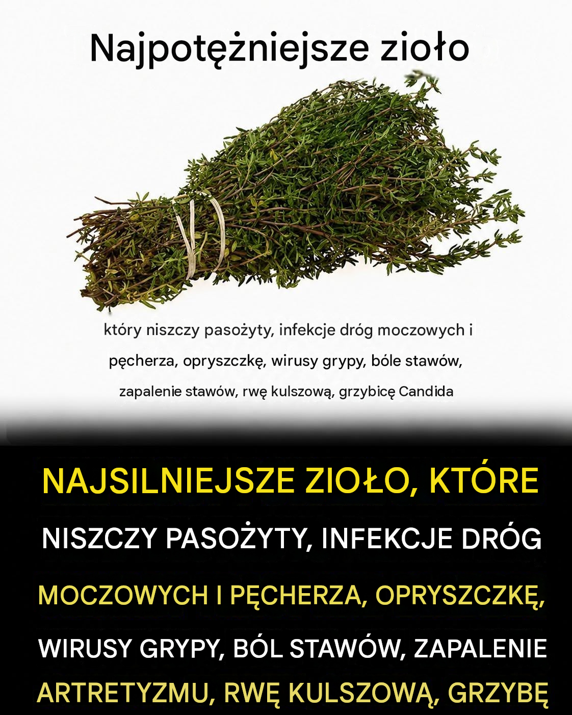 Czy jedno zioło naprawdę może zniszczyć pasożyty i zwalczyć infekcje dróg moczowych? Oto, co mówi nauka