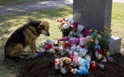 Pies obcej osoby siadywał przy grobie mojego zmarłego syna każdego dnia przez rok — aż pewnego dnia pojawił się na moim podwórku z zabawką w pysku