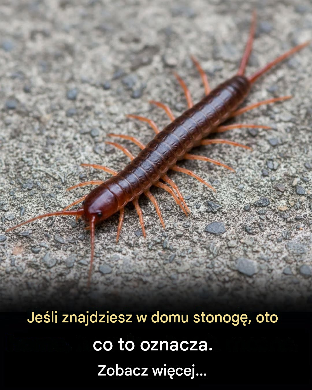 Jeśli znajdziesz w domu stonogę, oto co to oznacza...