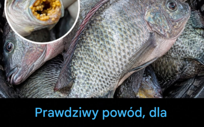 Korzyści i potencjalne zagrożenia związane ze spożywaniem tilapii