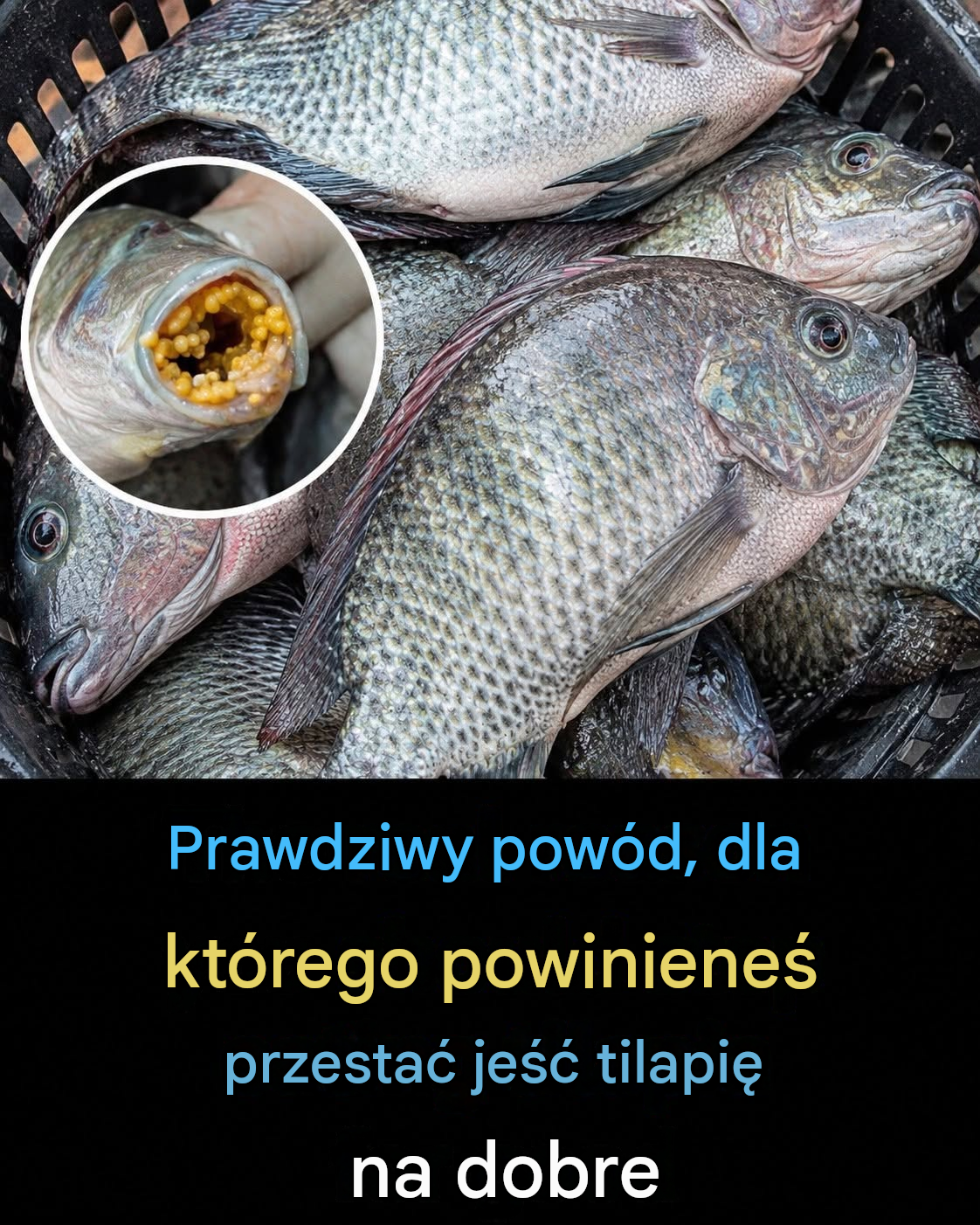 Korzyści i potencjalne zagrożenia związane ze spożywaniem tilapii