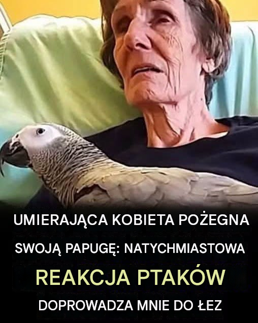 Umierająca kobieta żegna się na zawsze ze swoją papugą: natychmiastowa reakcja ptaka wzrusza nas do łez