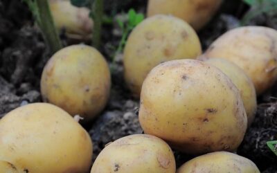 Lekarze ujawniają, że jedzenie ziemniaków powoduje… Zobacz więcej