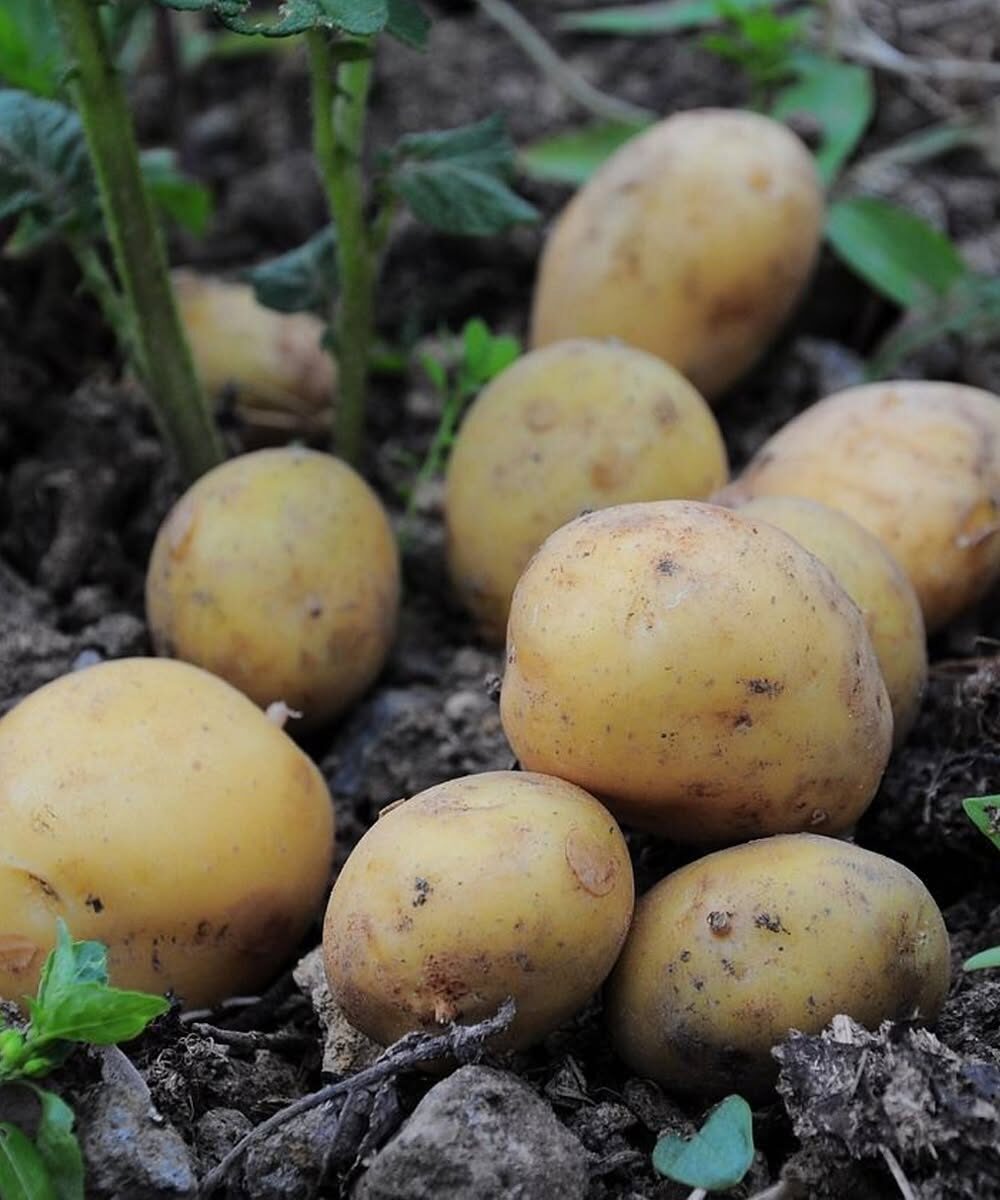 Lekarze ujawniają, że jedzenie ziemniaków powoduje… Zobacz więcej
