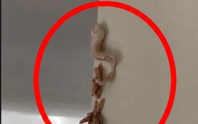 Chrupiąca różowa niespodzianka na ścianie — co tak naprawdę dzieje się w Twoim domu?