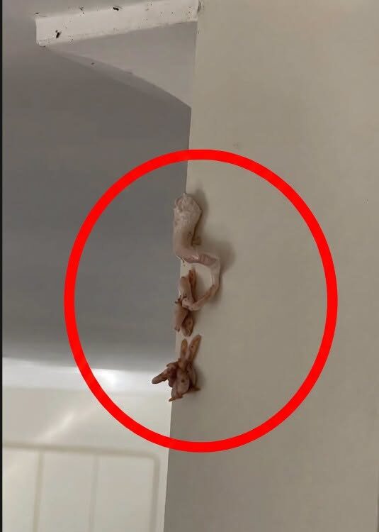Chrupiąca różowa niespodzianka na ścianie — co tak naprawdę dzieje się w Twoim domu?