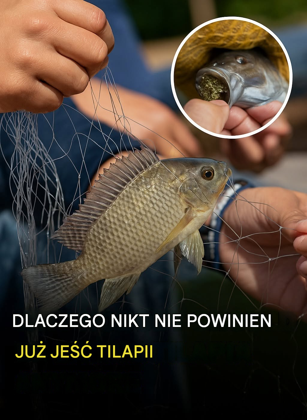 Korzyści i potencjalne zagrożenia związane ze spożywaniem tilapii