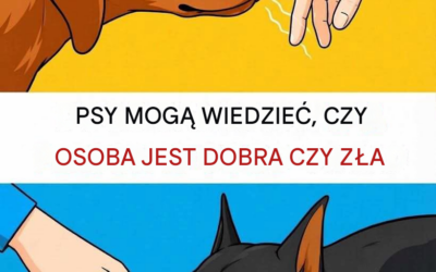 Czy psy naprawdę potrafią wyczuć „dobrą” lub „złą” osobę?