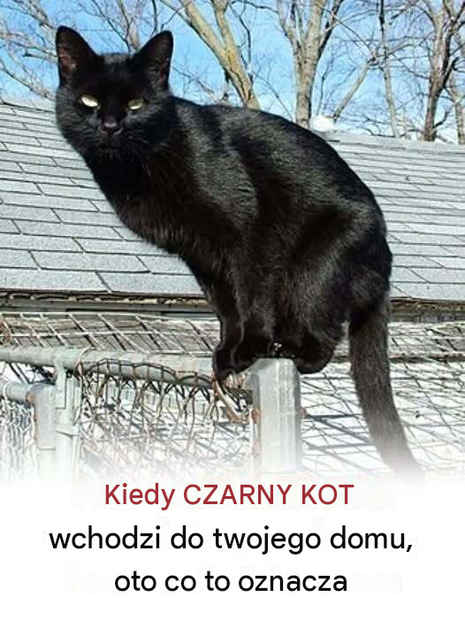 Kiedy CZARNY KOT wchodzi do twojego domu, oto co to oznacza