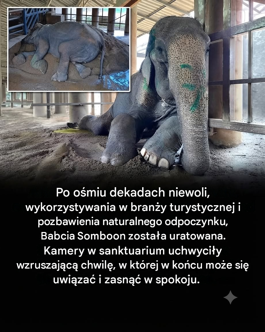 Po 80 latach niewoli babcia SomBoon w końcu znalazła miejsce do odpoczynku