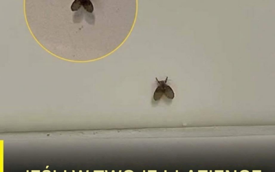 Malutkie muchy w łazience? Oto, co naprawdę oznaczają i jak się ich pozbyć