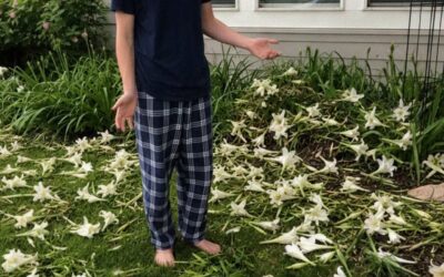 Mój syn sadził lilie co roku dla swojej siostry bliźniaczki, którą stracił przy narodzinach – w dniu jej 15. urodzin znaleźliśmy wszystkie ścięte kwiaty i czarne pudełko w środku