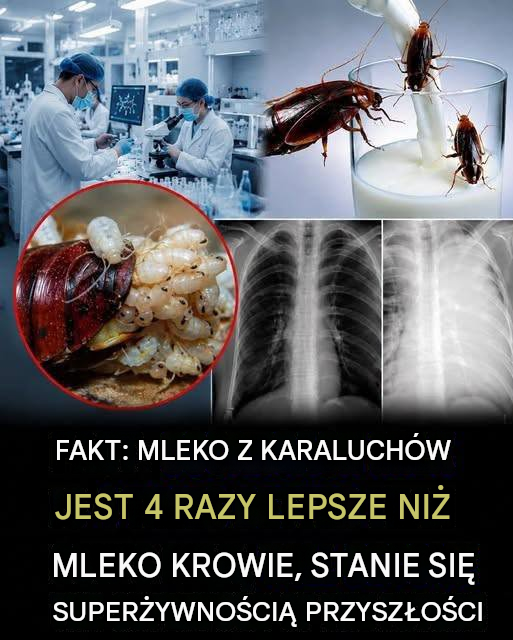 Mleko karalucha: czy może stać się superżywnością przyszłości?