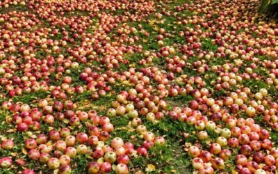 Mój sąsiad próbował zniszczyć jabłoń, którą zasadził mój zmarły mąż — ale nie miał pojęcia, że go obserwuję… 🍎😳