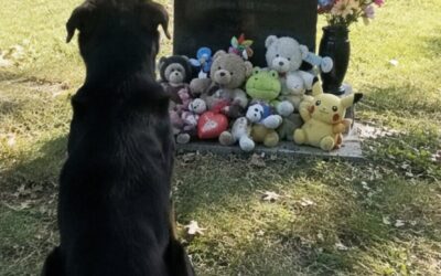 Obcy pies siadał codziennie przy grobie mojego syna – pewnego dnia postanowiłem za nim pójść