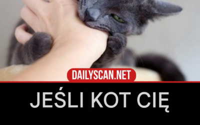 Jeśli kot cię ugryzie, oto co to naprawdę oznacza