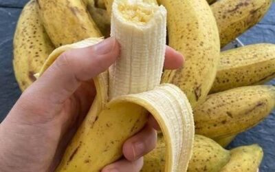 Oto, co się stanie, jeśli zjesz jednego banana dziennie. Panie, uważajcie!