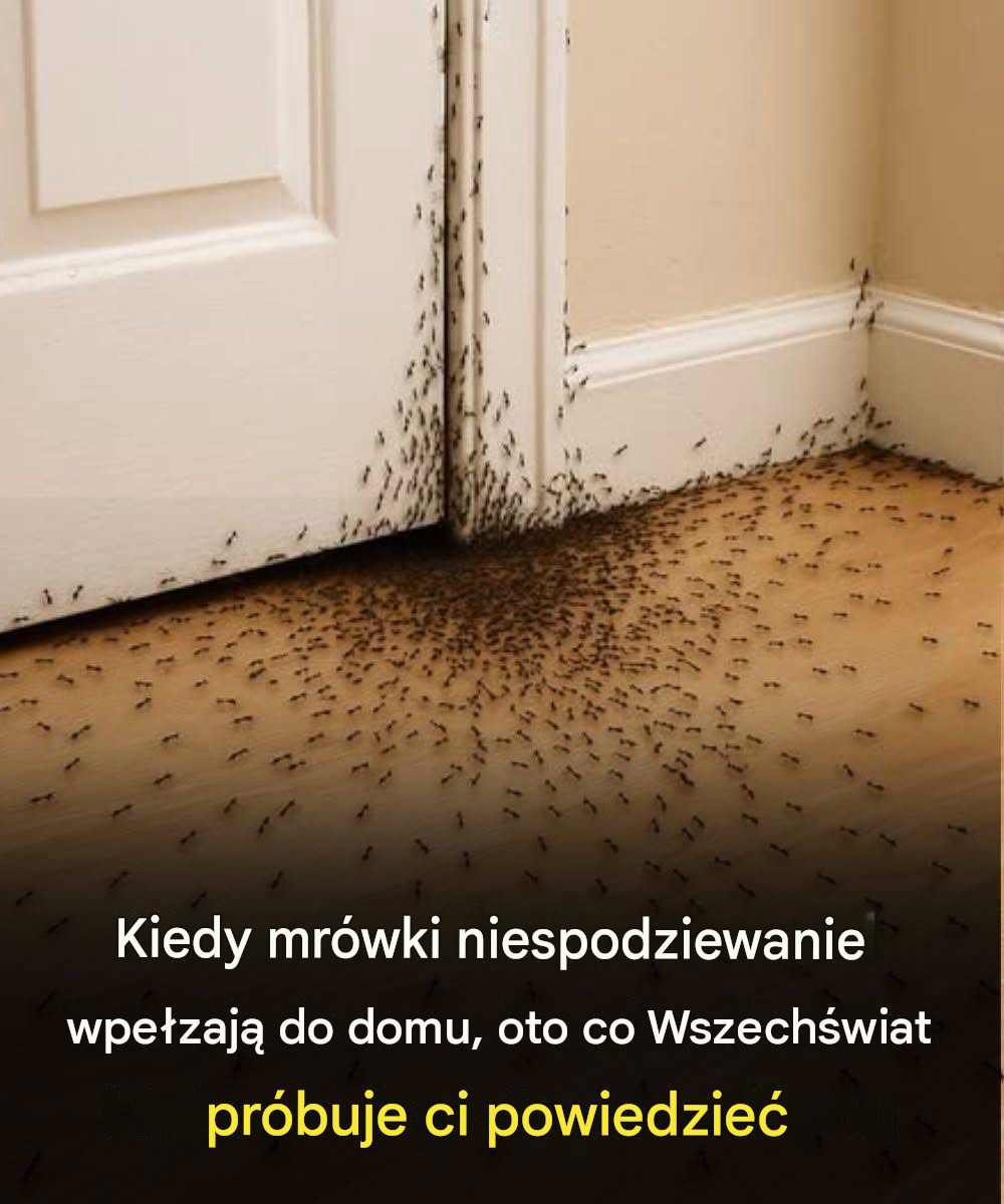 Kiedy mrówki niespodziewanie wpełzają do domu, oto co Wszechświat próbuje ci powiedzieć