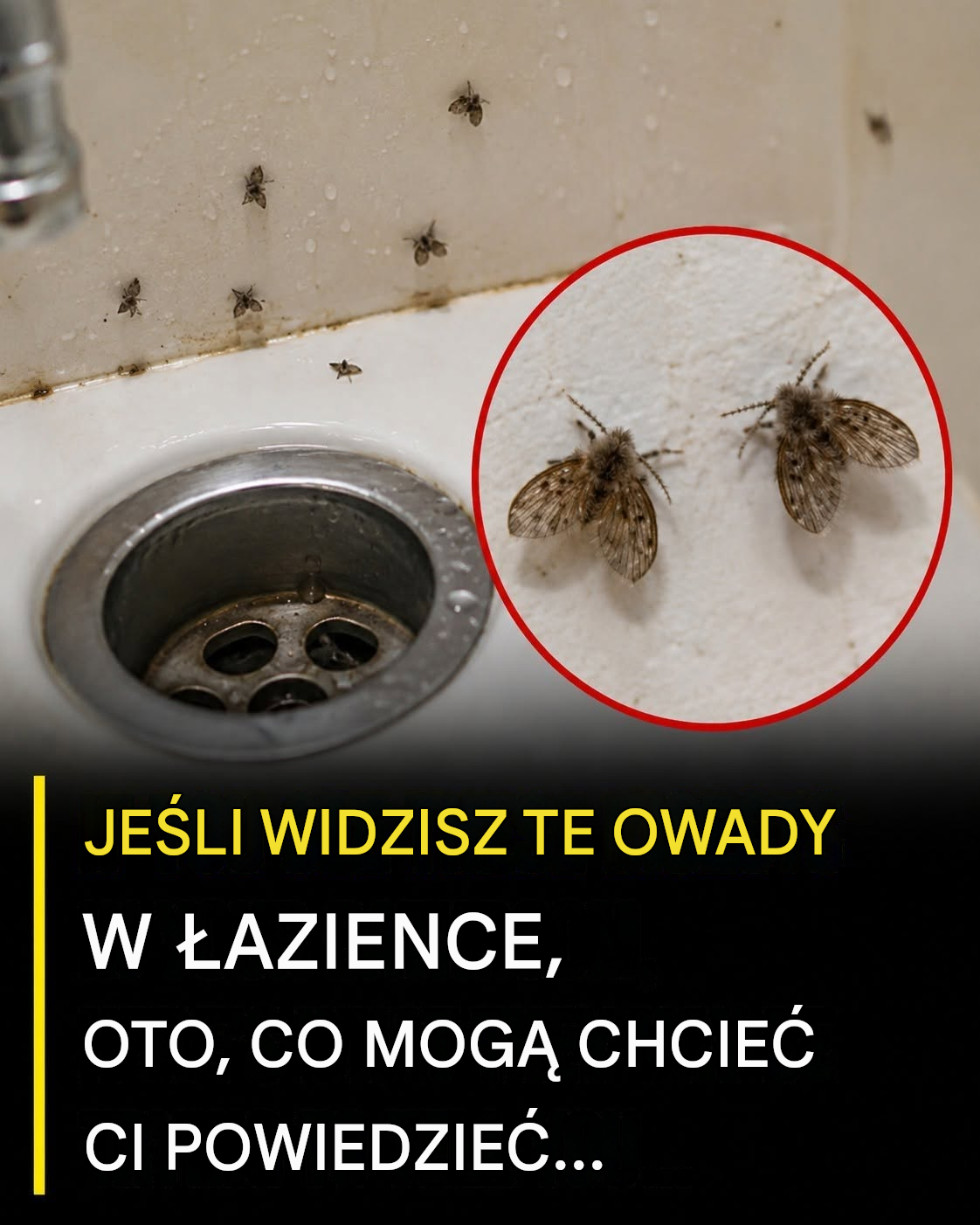 Jeśli zauważysz te małe robaczki w swojej łazience, nie ignoruj ​​ich