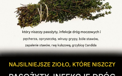 Czy jedno zioło naprawdę może zniszczyć pasożyty i zwalczyć infekcje dróg moczowych? Oto, co mówi nauka