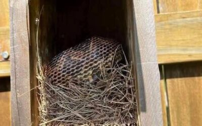 10 prostych sposobów, aby Twój ogród był mniej atrakcyjny dla węży