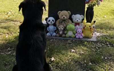 Obcy pies siadał codziennie przy grobie mojego syna – pewnego dnia postanowiłem za nim pójść