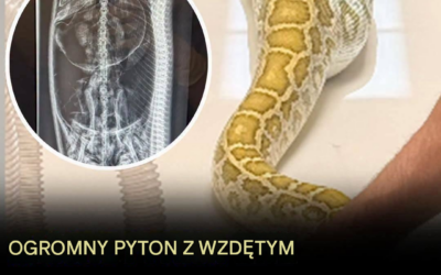 Ogromny pyton z opuchniętym brzuchem znaleziony pod szopą rodziny — zdjęcie rentgenowskie ujawnia jego ostatni posiłek