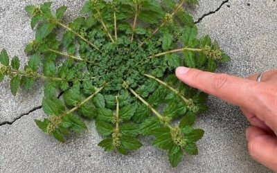 Euphorbia hirta: roślina o tysiącu zalet, o którą od wieków zabiegają tradycyjne medycyny