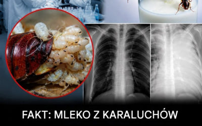 Mleko karalucha: czy może stać się superżywnością przyszłości?