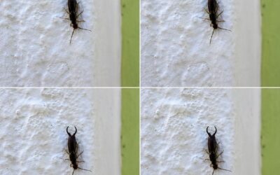 Uwaga! Jeśli znajdziesz tego małego owada w swojej kuchni, może być konieczne natychmiastowe sprawdzenie spiżarni (i jak sobie z nim poradzić, zachowując spokój i praktyczną ostrożność)