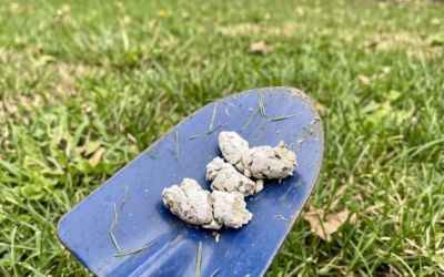 Dlaczego Twój pies miałby mieć białą kupę? (2)