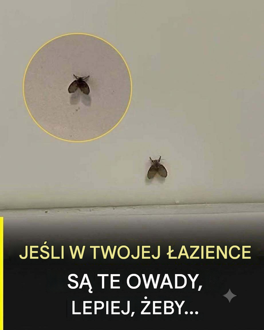 Malutkie muchy w łazience? Oto, co naprawdę oznaczają i jak się ich pozbyć