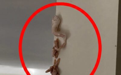 Chrupiąca różowa niespodzianka na ścianie — co tak naprawdę dzieje się w Twoim domu?