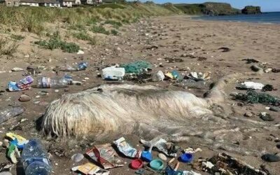 Myślałem, że to dziwne stworzenie na plaży pochodzi z innego świata — potem poznałem przerażającą prawdę