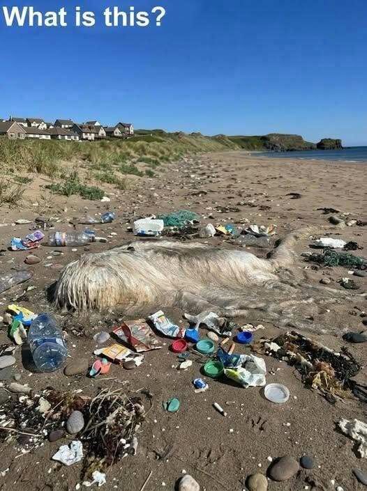 Myślałem, że to dziwne stworzenie na plaży pochodzi z innego świata — potem poznałem przerażającą prawdę
