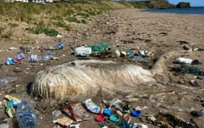 Na plaży wraz ze swoim psem odkrywa przerażające stworzenie. To, czego się dowiaduje, wywołuje u niej dreszcze