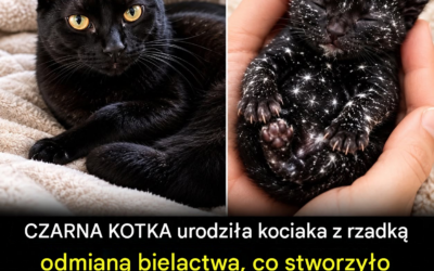 Rzadkie bielactwo zmienia futro czarnego kotka w oszałamiające, rozgwieżdżone niebo