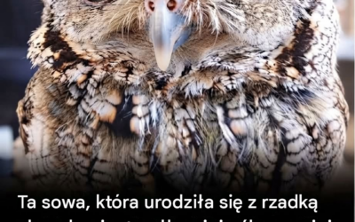 Poznaj Zeusa: ślepą sowę z wszechświatem w oczach
