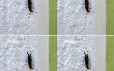 Uwaga! Jeśli znajdziesz tego małego owada w swojej kuchni, może być konieczne natychmiastowe sprawdzenie spiżarni (i jak sobie z nim poradzić, zachowując spokój i praktyczną ostrożność)