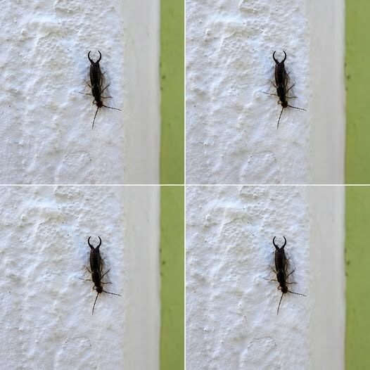 Uwaga! Jeśli znajdziesz tego małego owada w swojej kuchni, może być konieczne natychmiastowe sprawdzenie spiżarni (i jak sobie z nim poradzić, zachowując spokój i praktyczną ostrożność)