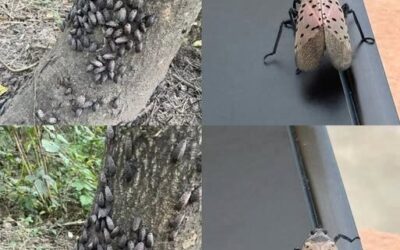 Jeśli kiedykolwiek zauważysz tego owada, pozbądź się go natychmiast! Prawda o świetliku plamistym